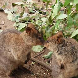 Das Quokka lebt zwar eigentlich in West Australien, aber da es so süß ist, darf es hier dazu