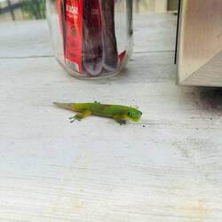 Die Schuppen leuchten im Sonnenlicht tatsächlich golden, es sieht so toll aus😍 (daher auch der Name)