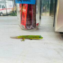 An diesen farbenfrohen Kerlchen kann ich mich niemals sattsehen 😍 ein Goldstaub-Taggecko🦎