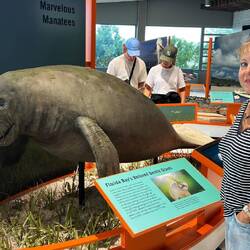 auch Seekühe soll es hier in der Bucht viele geben (links im Bild ist die Seekuh 🤣)
