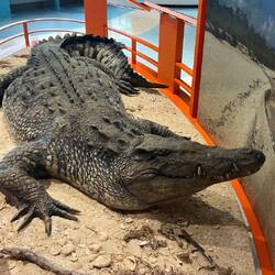 ein Alligator ? 😂