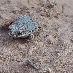 Frog in Canyonlands