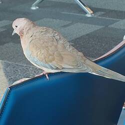 Verirrter Passagier 🐦