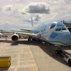 The Blue Turtle at the gate in HNL.