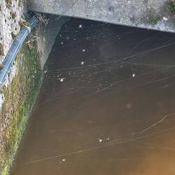 Can you even count all the spiders?