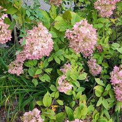 Flowers at Türkheim B&B