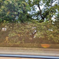 Acorn elm tree outside our bedroom