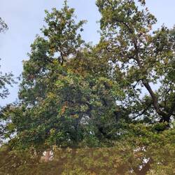 Acorn elm tree outside our bedroom