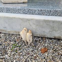 Graveyard mushrooms