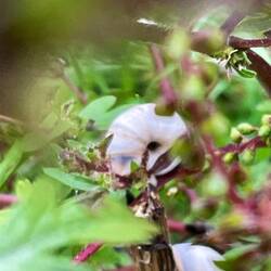 These empty snail shells were attached to the vegetation