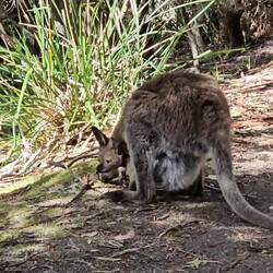 another cute view of the little one from the pouch!
