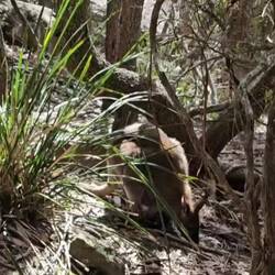 what a surprise to see the joey feeding as well! (watch!)