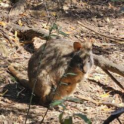 Aside from wombats, these little guys (wallabies) are roaming around as well.