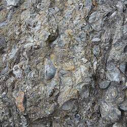 This is part of Fossil Beach. The rocks are full of fossilled shells!