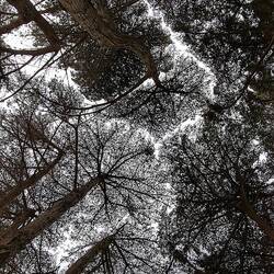 A perspective from under the trees that reminds me how small we really are in this world.