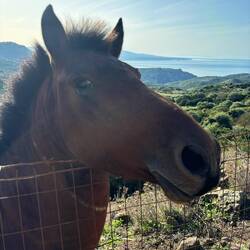 Guten Morgen, Pferd 🐎 Ferdinand