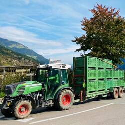 Apfelernte in vollem Gange