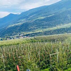 Apfel-Spaliere soweit das Auge reicht