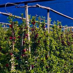 Herrlich rote Äpfel lachen uns an. Es riecht so richtig nach Äpfeln.