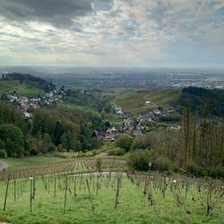 Der Burgberg ist ein Weinberg.