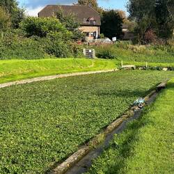 Watercress beds