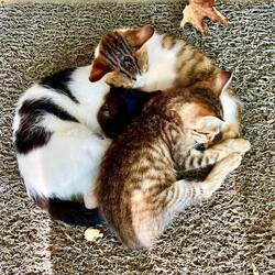 Katzen gibt es wirklich genug hier
