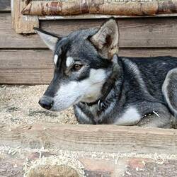 Kaya