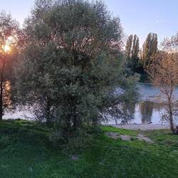 Rhein