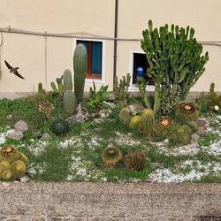 Fotogene Schwalbe. 🤗