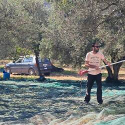 Olivenernte beginnt schon