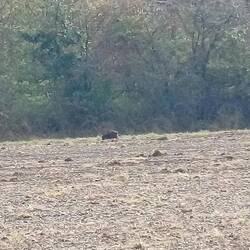 Mein erstes frei lebendes Wildschwein 😊