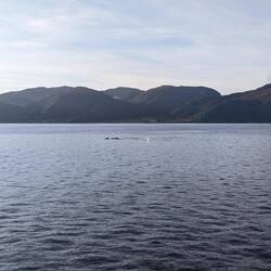 Whale Watching 🐳