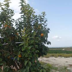 Hätte nie gedacht, dass ich mal Kakis direkt vom Baum essen kann...