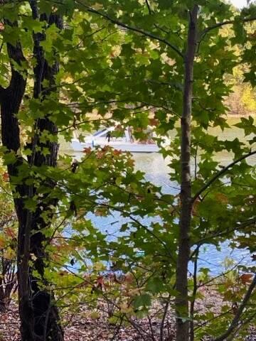 MB thru the trees