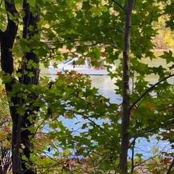 MB thru the trees