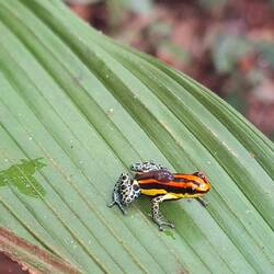 Das Männlein transportiert die Qualquappe an einen sicheren Ort