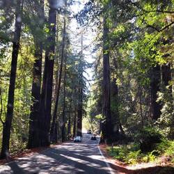 Weiter durch die Redwoods