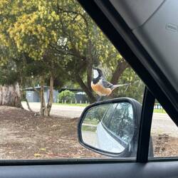 Dieser Vogel zeigt eine Vorliebe für Autospiegel