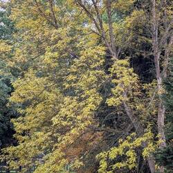 The Colors of Whistler