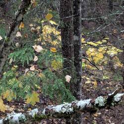 Yellow amongst the greens