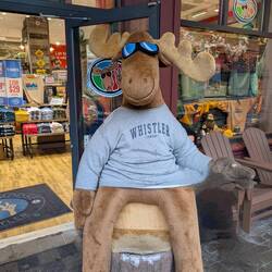 I bagged a Moose today