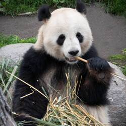 Giant panda