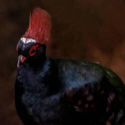 Crested wood partridge