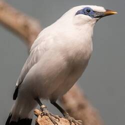 Bali Starling