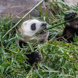Giant panda