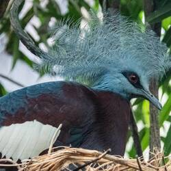 Maroon-breasted crowned pigeon