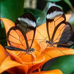 Glasswing butterflies