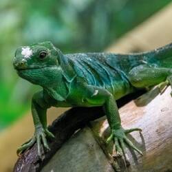 Asian water dragon