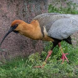 Black-faced ibis