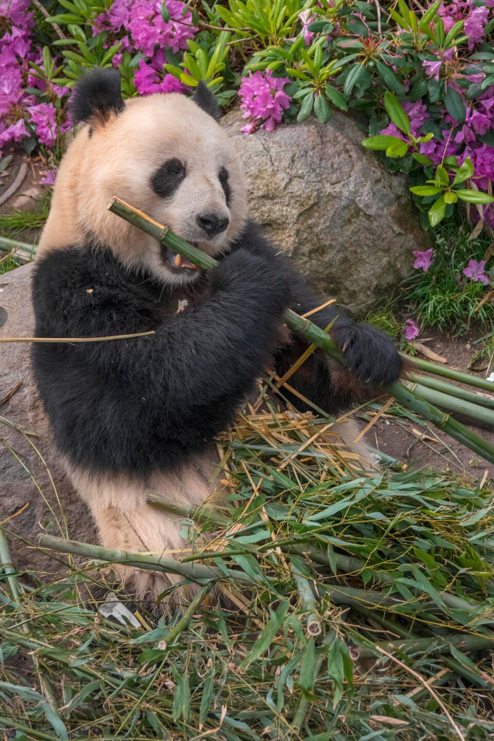 Giant panda
